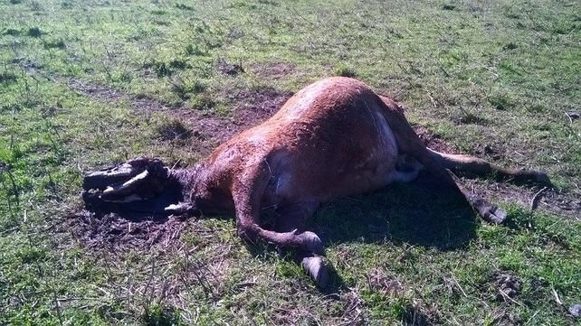 Vecinos de Arroyo Seco denuncian las misteriosas muertes de animales en un campo