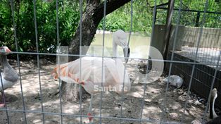 Granja la Esmeralda: un paseo tradicional que está en reparación