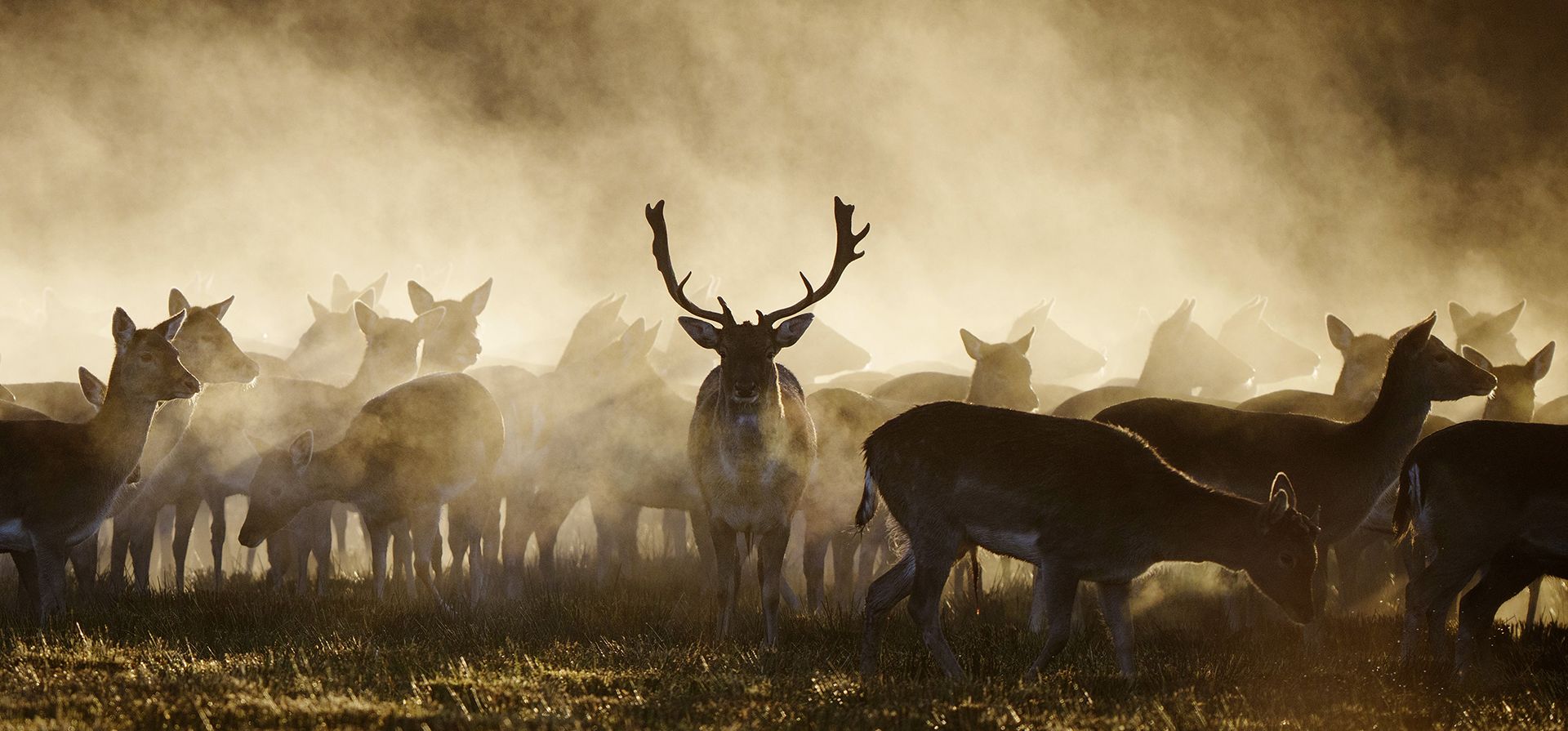 El sol naciente ilumina un ciervo en Randers Dyrehave por Fladbro en Jutlandia, Dinamarca, el martes 10 de enero de 2023. (Bo Amstrup/Ritzau Scanpix vía AP)