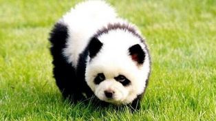 Clausuran un circo que hacía pasar a perros chow chow como osos panda