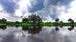 El 14 por ciento de la fauna de Brasil está en peligro, según un estudio ambiental