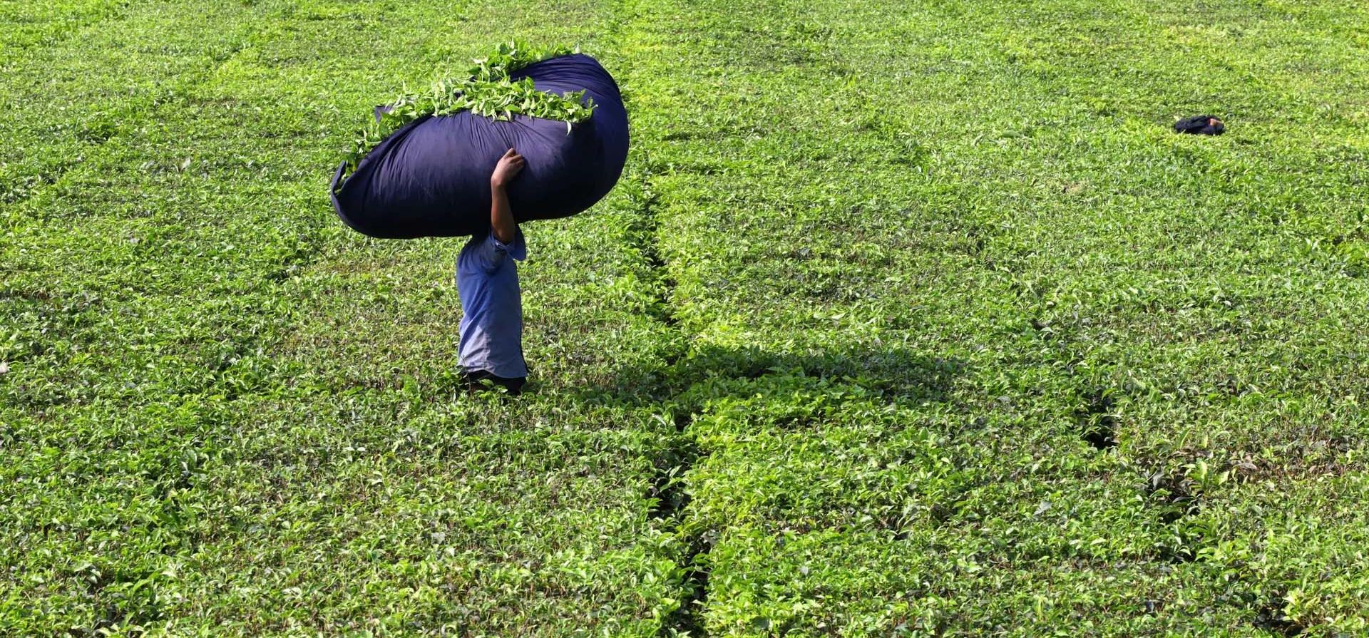 Trabajadores recolectan hojas de té de un jardín de té en las llanuras del distrito más septentrional del país, Panchagarh, Bangladesh. Fotografía: Syed Mahabubul Kader/Zuma Press Wire/Rex/Shutterstock Trabajadores recolectan hojas de té de un jardín de té en las llanuras del distrito más septentrional del país, Panchagarh, Bangladesh. Fotografía: Syed Mahabubul Kader/Zuma Press Wire/Rex/Shutterstock
