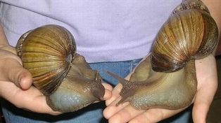 Hallan en Corrientes 1.200 ejemplares de un caracol gigante