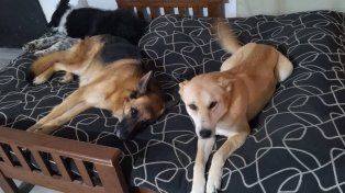 Se conoció un ránking mundial con las países que concentran mayor población de perros.&nbsp;