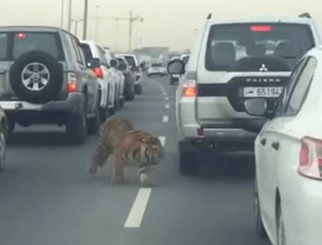 El enorme felino apareció corriendo entre los autos detenidos en la autopista.