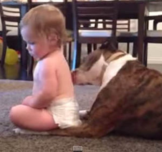 El perro realiza su trabajo y el bebé le reclama cuando el animal se toma unos segundos de descanso.