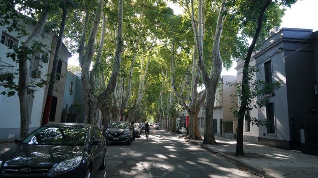 Una postal de barrio Parque: los plátanos y las viviendas para trabajadores.&nbsp; 
