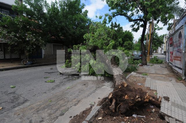 Destrozos. En Dorrego al 3400 cayeron ramas y un árbol de importantes dimensiones.