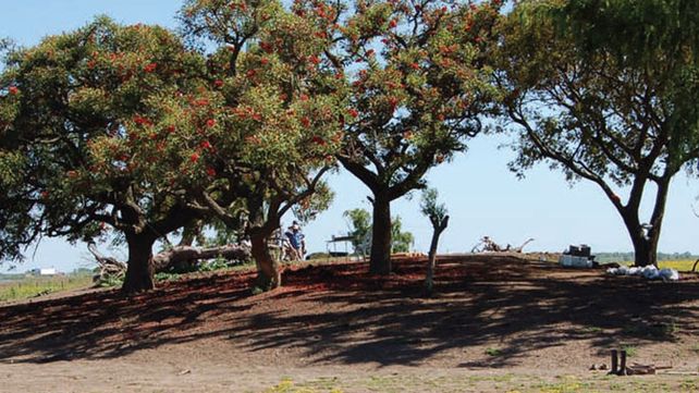 Cerritos. El nombre se debe a los montículos de tierra construidos por los indígenas del delta del Paraná.