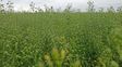 El cultivo de camelina busca extenderse en Argentina