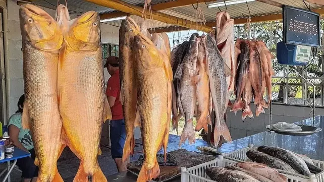 Los pescadores de Puerto Sánchez están contentos por el repunte del Río Paraná.