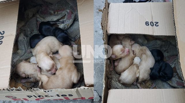 El operativo en el lugar rescató muchos animales en estado de abandono