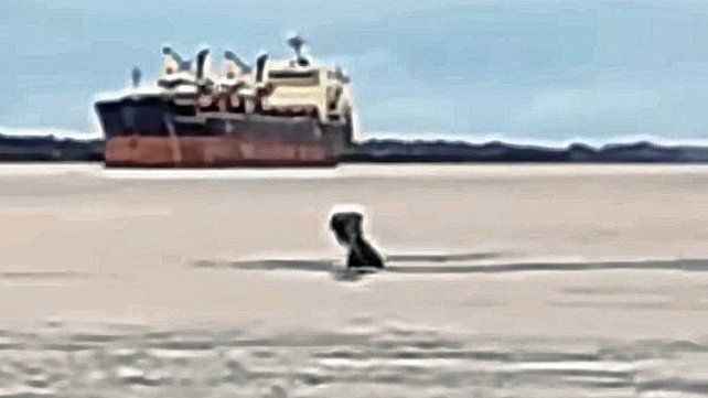 La misteriosa silueta oscura en el río Paraná que causa controversia.