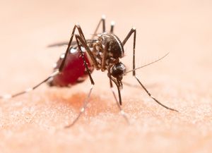 Dengue: detectaron los primeros casos autóctonos del país