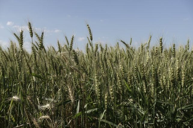 Golpe al ánimo del agro: la confianza retrocede y se debilitan las decisiones de inversión