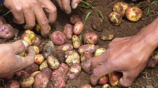 La agricultura orgánica protege el ambiente, los alimentos y el trabajo