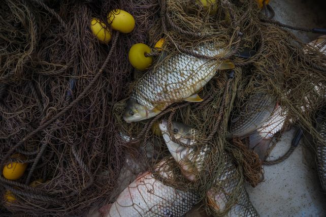 Buscan que la pesca artesanal salga de la informalidad