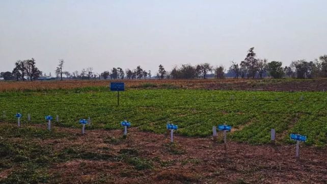 Alfalfa. Se evalúan cultivares prometedores como Amaya