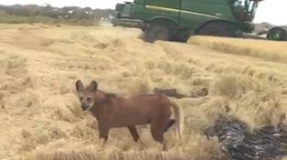 Trabajaban en un campo santafesino y los sorprendió una pareja de aguará guazú