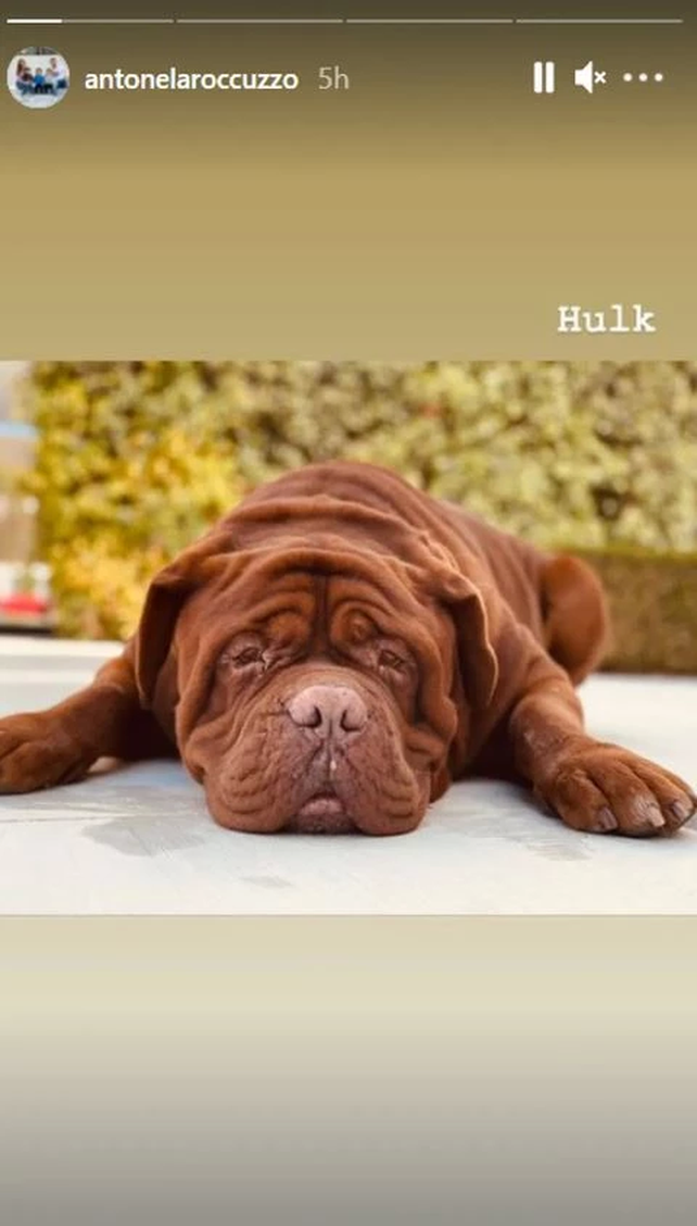 Antonela Rocuzzo llenó de corazones una historia en Instagram gracias a Hulk