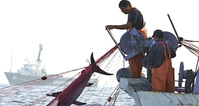 Un tercio de los mares est&aacute; gravemente da&ntilde;ado por la pesca