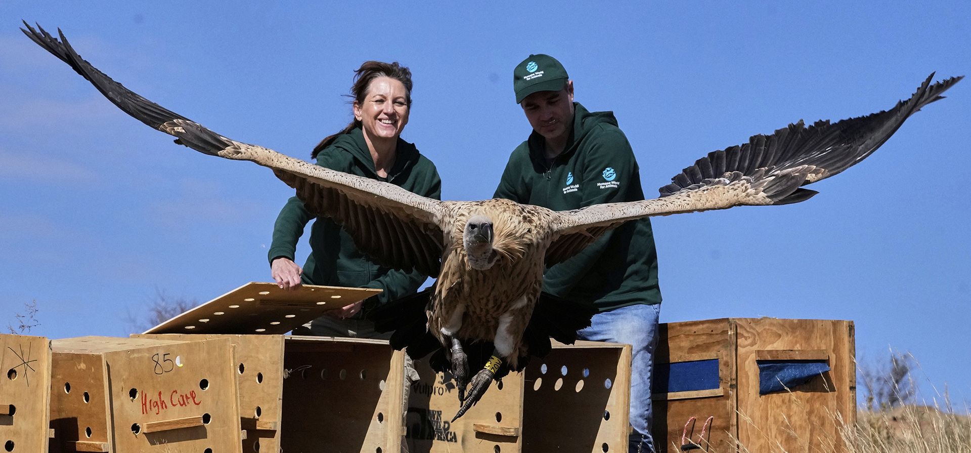 Audrey Delsink, y Matthew Schurch observan cómo un buitre es abatido tras ser liberado en Hartbeespoort, Sudáfrica, el lunes 14 de julio de 2025. (Foto AP/Themba Hadebe) Audrey Delsink, y Matthew Schurch observan cómo un buitre es abatido tras ser liberado en Hartbeespoort, Sudáfrica, el lunes 14 de julio de 2025. (Foto AP/Themba Hadebe)