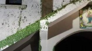 Suspenden la misa en una iglesia de Berabevú por la invasión de chinches verdes