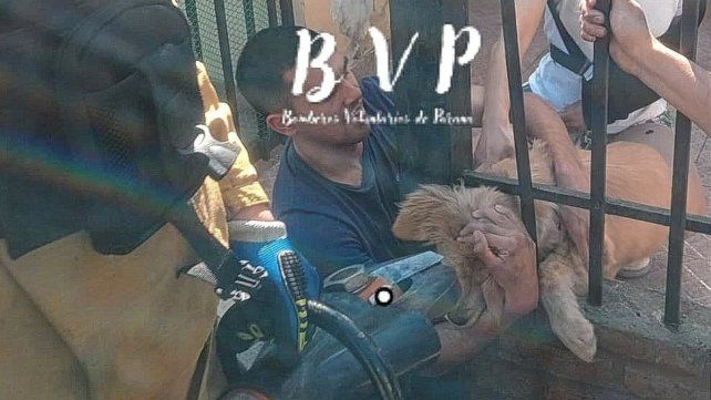 Los Bomberos trabajaron para sacar al animal.