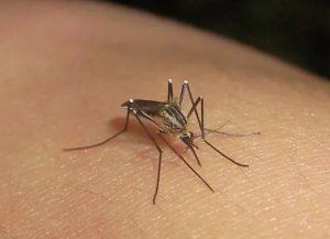 Volvieron los Mosquitos a Santa Fe: qué especie apareció y cómo repercutirá El Niño en el Aedes Aegypti