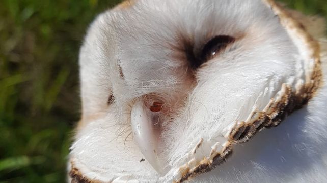 La lechuza de campanario