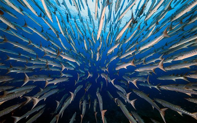 Barracudas. Photo by Yung Sen Wu, Taiwán