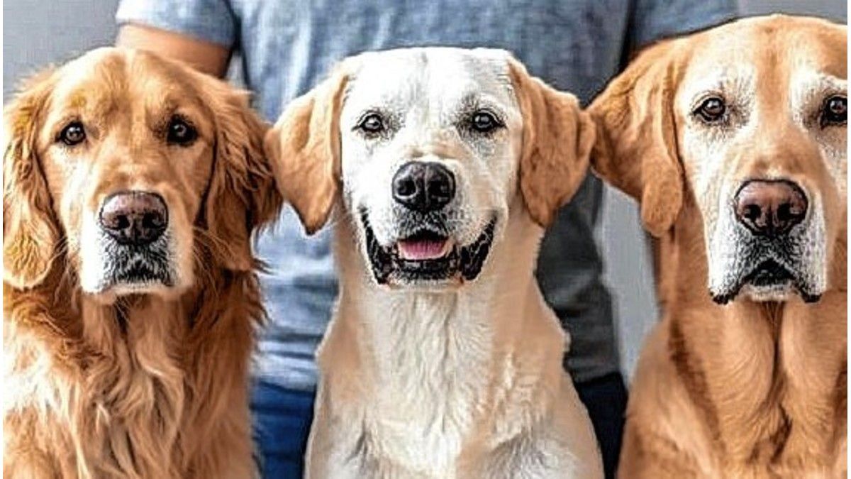 Paraná se prepara para vivir el primer Festival Animal: un evento que busca dejar huella