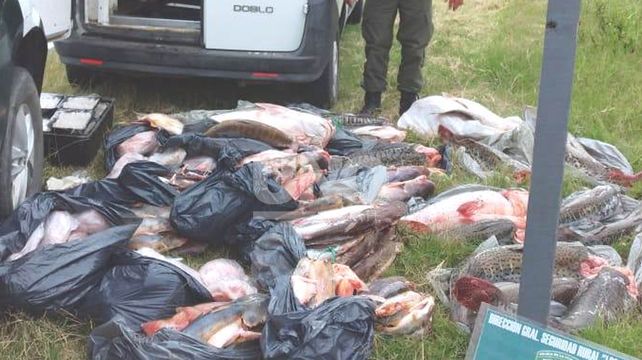 Surubíes: detuvieron a un rafaelino con 135 pescados