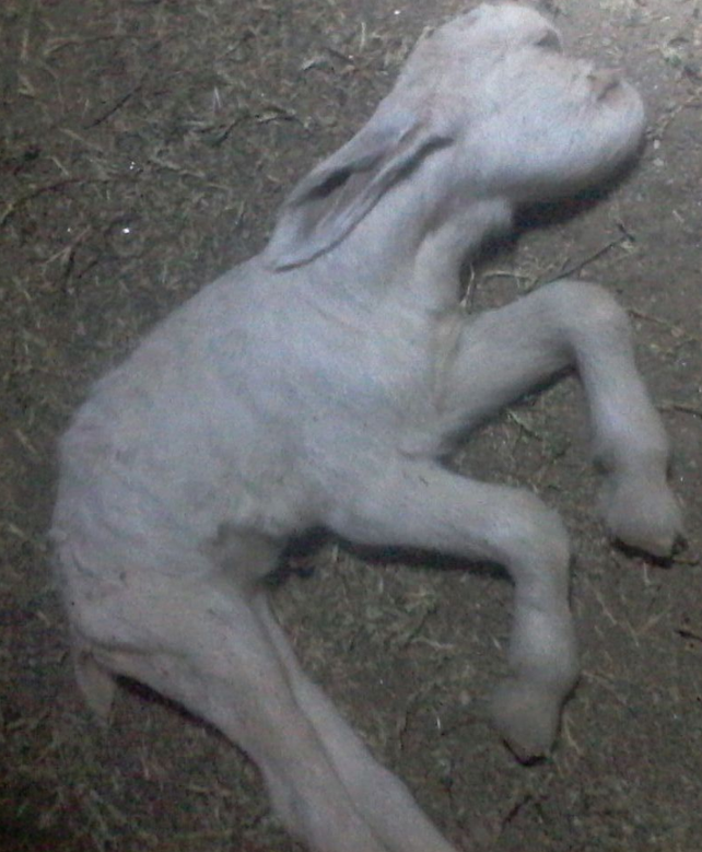 Las impactantes imágenes de un cabrito con rasgos humanos