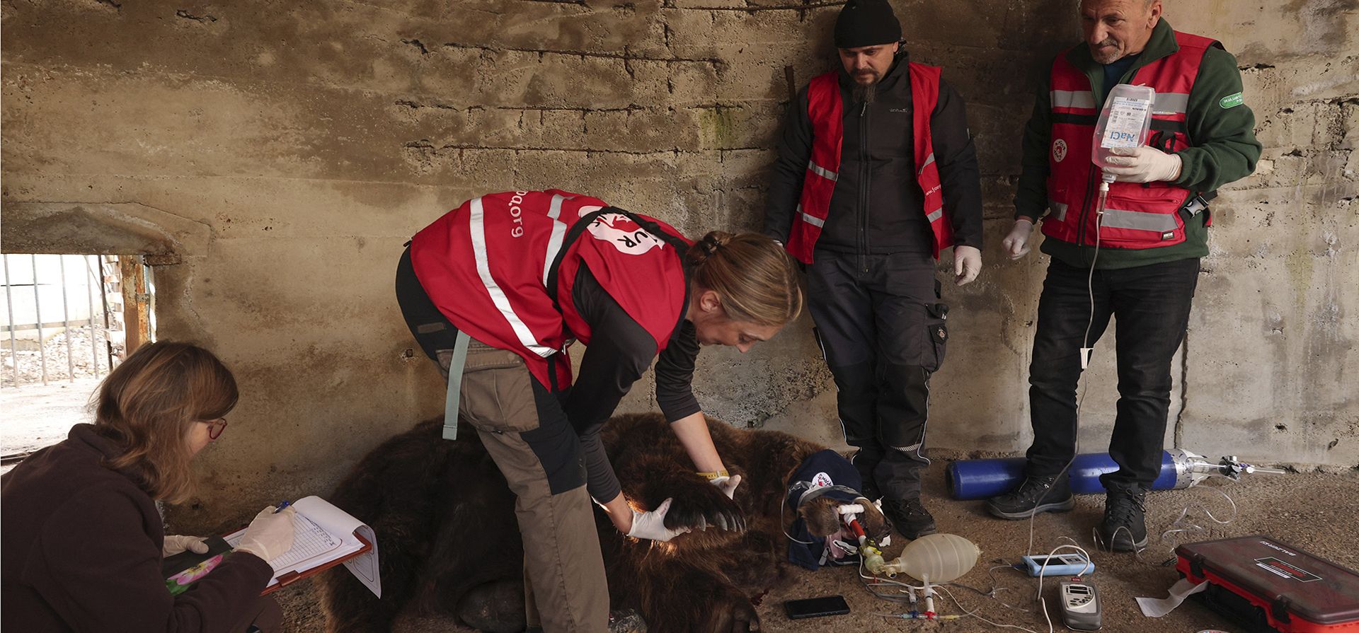 Activistas de la organización benéfica por los derechos de los animales "Four Paws" inspeccionan a Mark, después de sedar al oso pardo, dentro de una pequeña jaula en Tirana, Albania, el miércoles 7 de diciembre de 2022. Mark, un oso de 24 años, estuvo encerrado en una jaula durante 20 años en un restaurante en la capital Tirana. (Foto AP/Franc Zhurda)