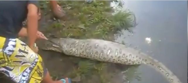 Indigestión salvaje: una serpiente se comió un cocodrilo y no aguantó