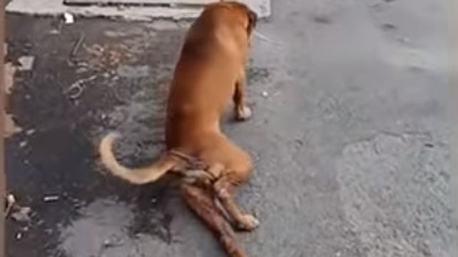Un perro finge tener una pata rota para lograr el cariño de la gente