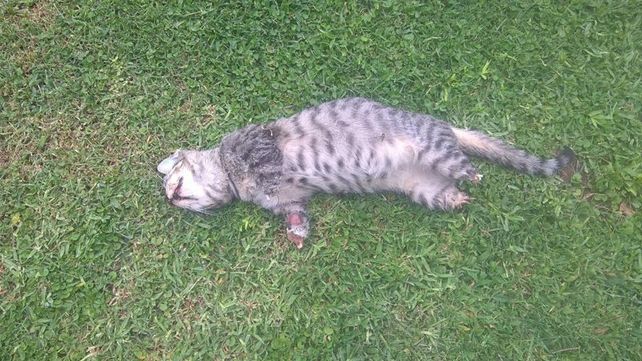 Así estaba. Un vecino lo encontró sin vida en la calle y lo corrió a la vereda. Horas después apareció sin sus partes.&nbsp;