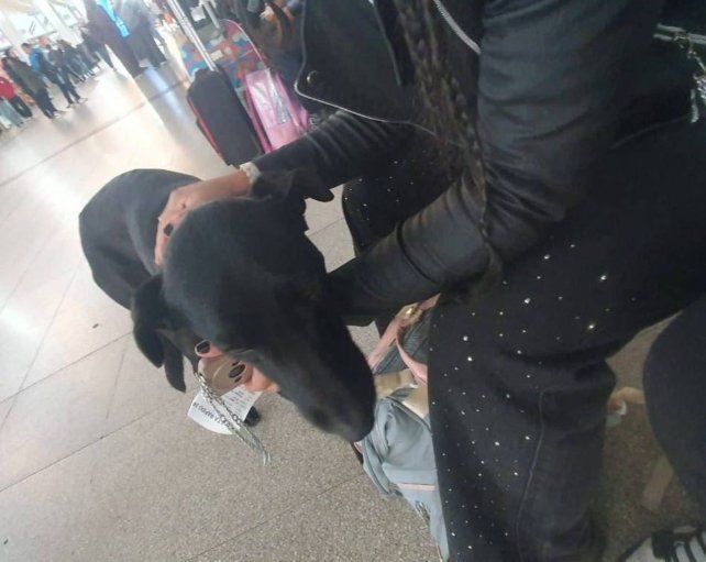 El perro fue trasladado a un hogar de tránsito este lunes a la noche.
