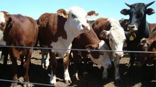 El gobierno lanzó la discusión de un nuevo plan para el sector.