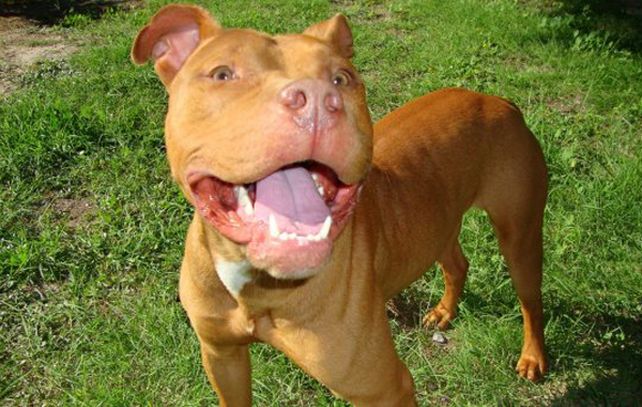 El ataque feroz de un perro pitbull dejó malheridas a dos hermanas que quedaron internadas en el Cullen