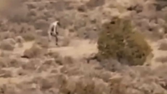 Las aterradoras imágenes de una extraña criatura en un desierto causan sensación en las redes