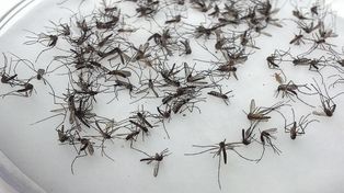 Anuncian lluvias hasta el sábado y alertan sobre la posible proliferación de mosquitos