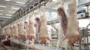 El consumo de carne de cerdo no deja de crecer y productores de Santa Fe proyectan llegar a los 30 kilos por habitante al año