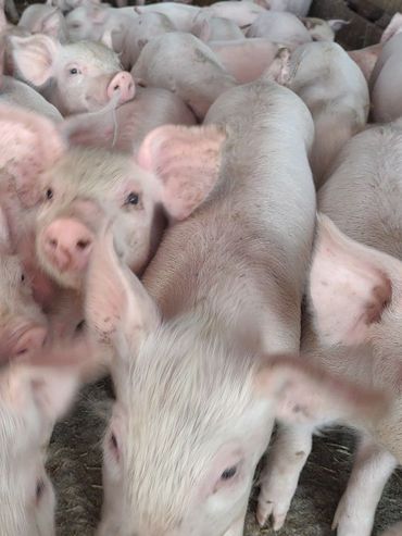 Aumentó en abril el precio internacional de los alimentos por primera vez en un año