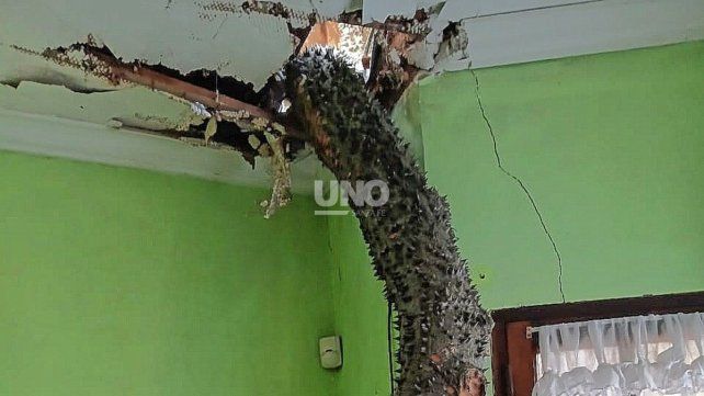 Crónica de un final anunciado: un palo borracho centenario se partió y destruyó una casa en barrio Loyola