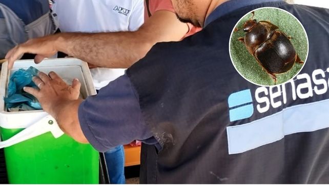 Senasa advierte por el PEC: qué productos no se pueden ingresar al país