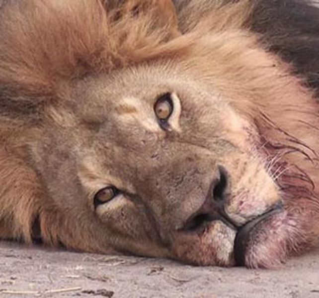El leon Cecil