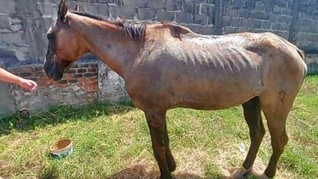Rescatan otro caballo herido, desnutrido y deshidratado