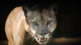 Foto de archivo. La Policía Ecológica intenta localizar al puma